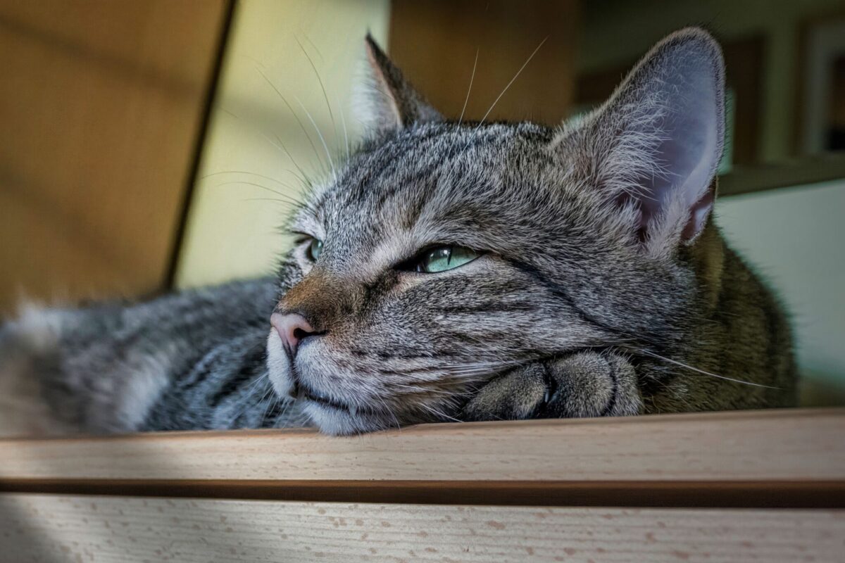 A content cat sitting comfortably near their human with peaceful half-closed eyes.
