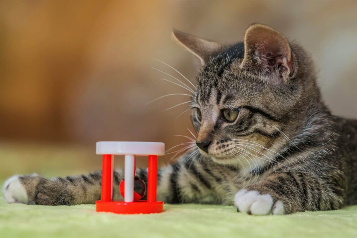A playful cat rolling onto their side while holding a toy between their front paws.