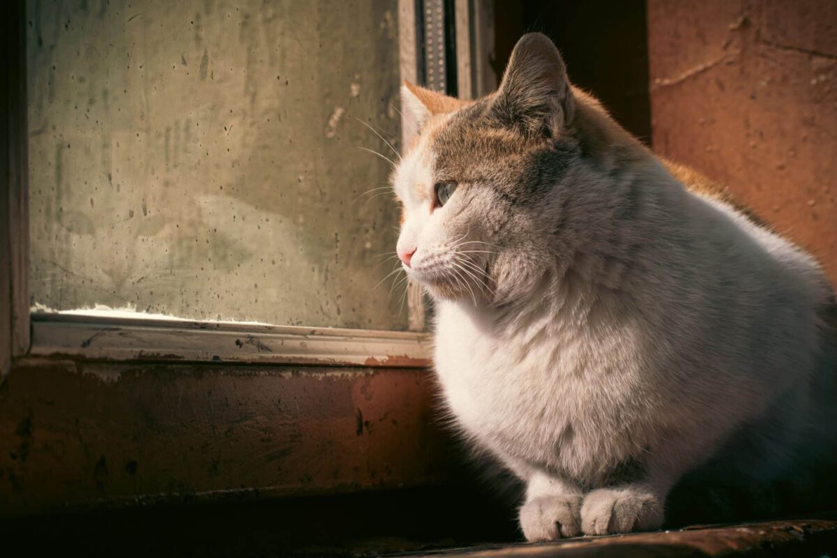 An alert cat watching a bird through a window with their mouth slightly open while making chattering movements.