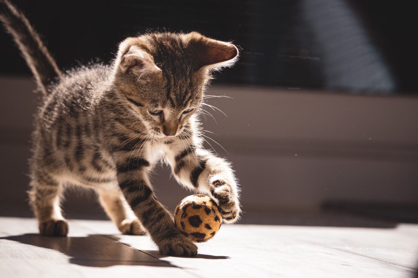 A playful cat crouching with bright eyes and an alert expression while preparing to spring forward.