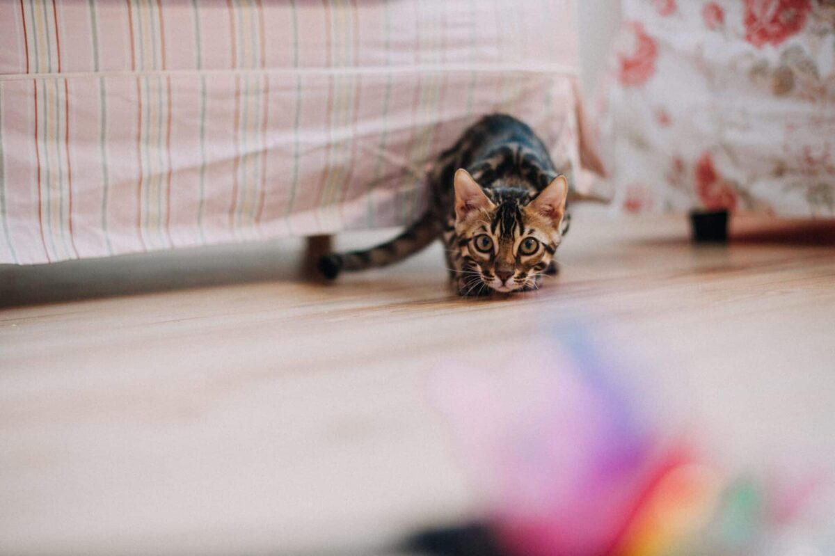 A focused cat crouching low while carefully stalking a toy across the floor.