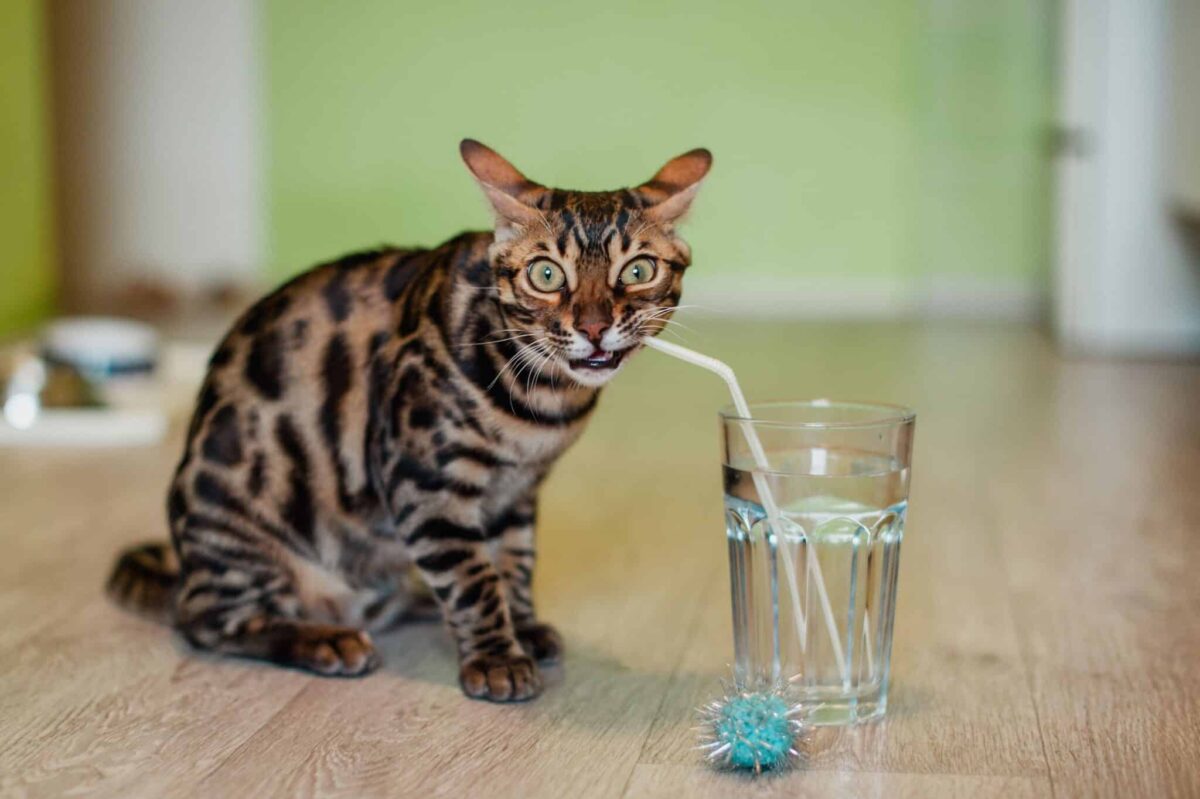 An energetic cat carrying a toy after an active session of chasing and pouncing.