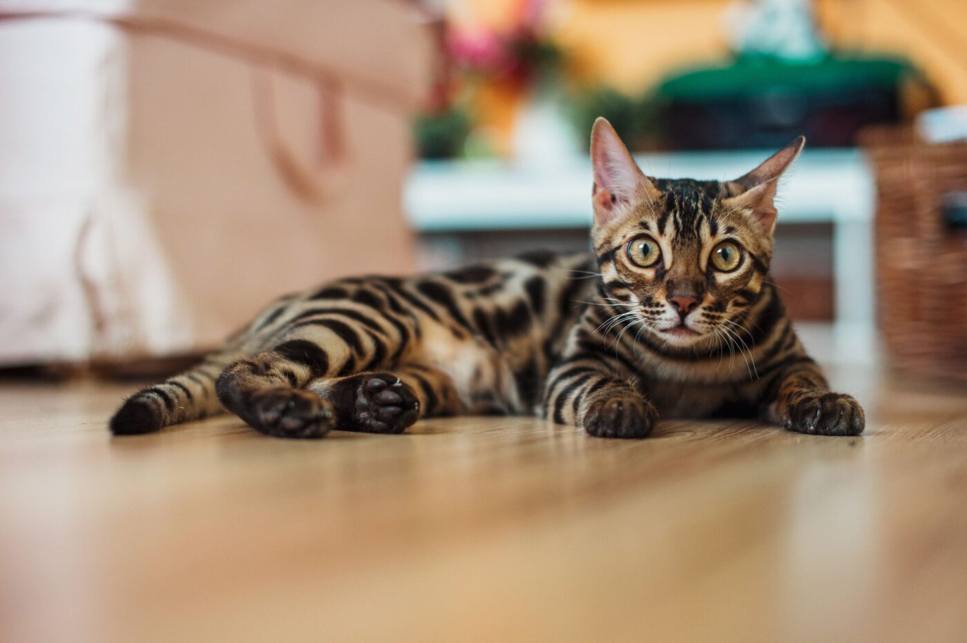 A vocal cat sitting with their mouth open mid-meow and an expressive face that captures the lively personality of a chatty companion.