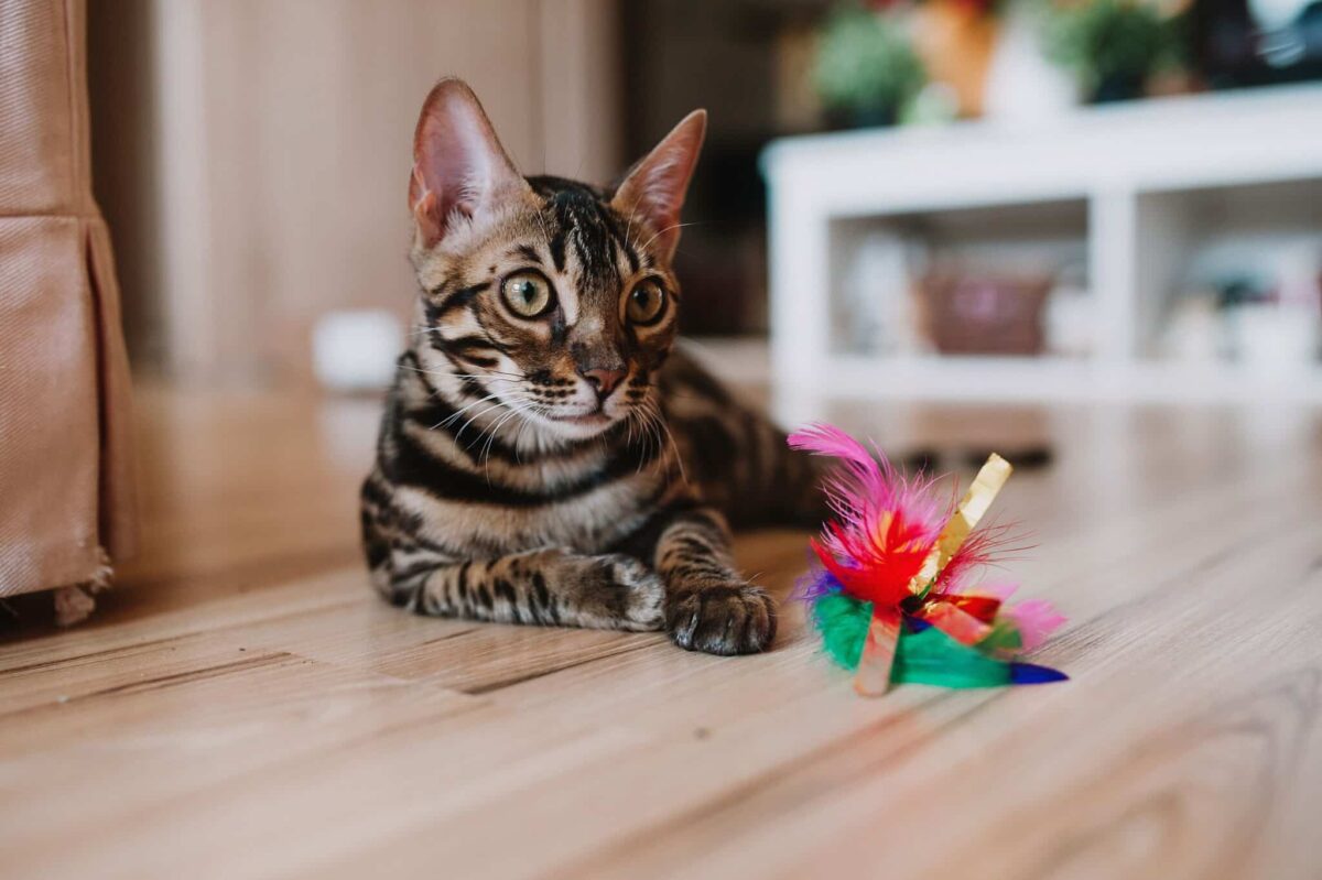 An eager cat returning toward a toy with an alert expression after briefly pausing during play.