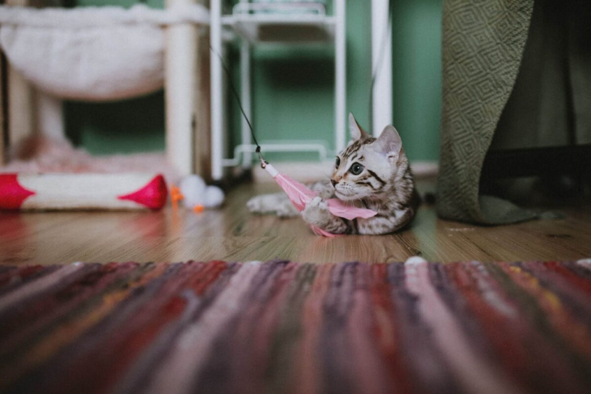 A playful cat enthusiastically chasing a toy across the floor with relaxed body language.