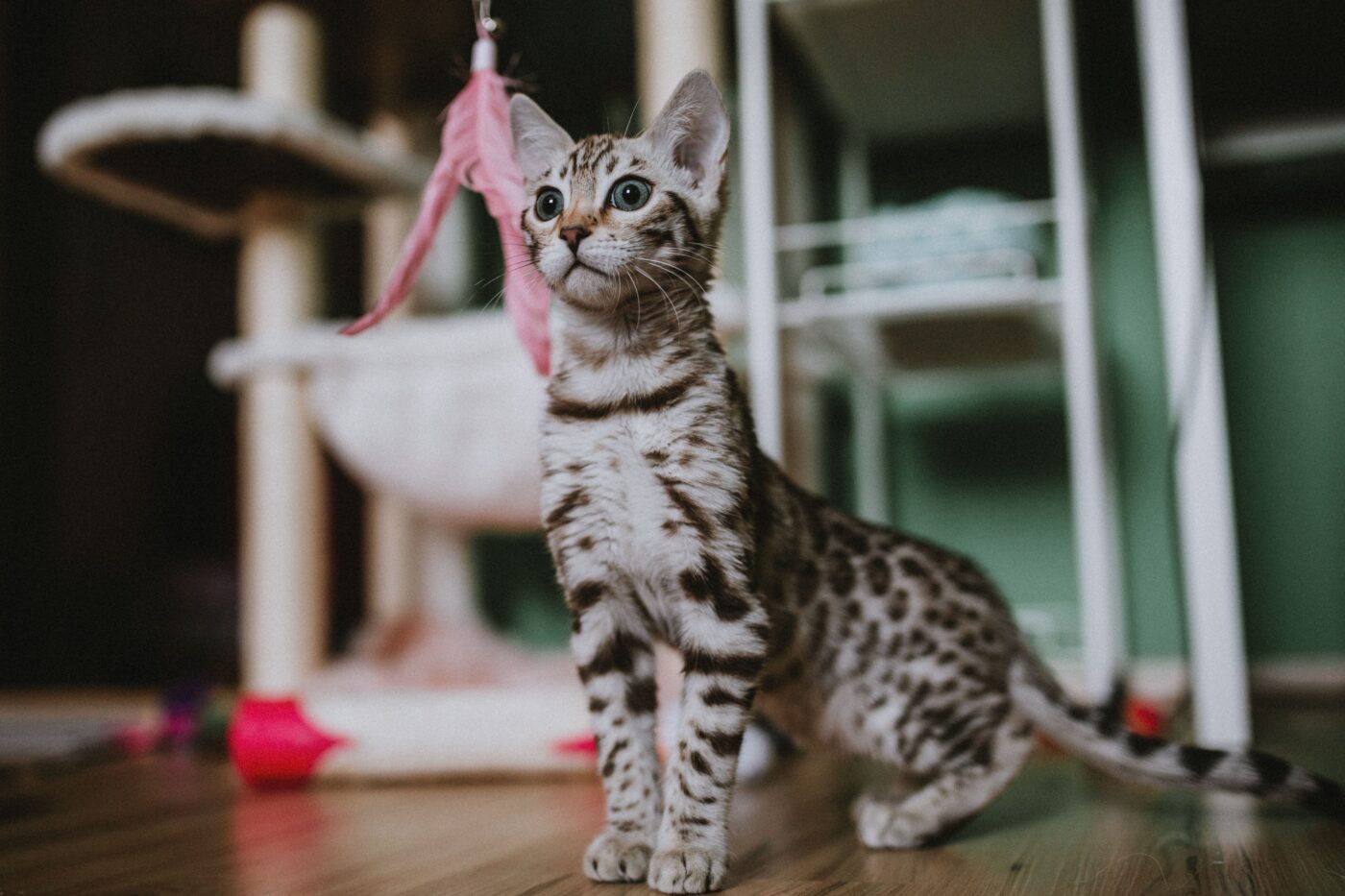 A playful cat standing beside a favorite toy with an alert and expectant expression.