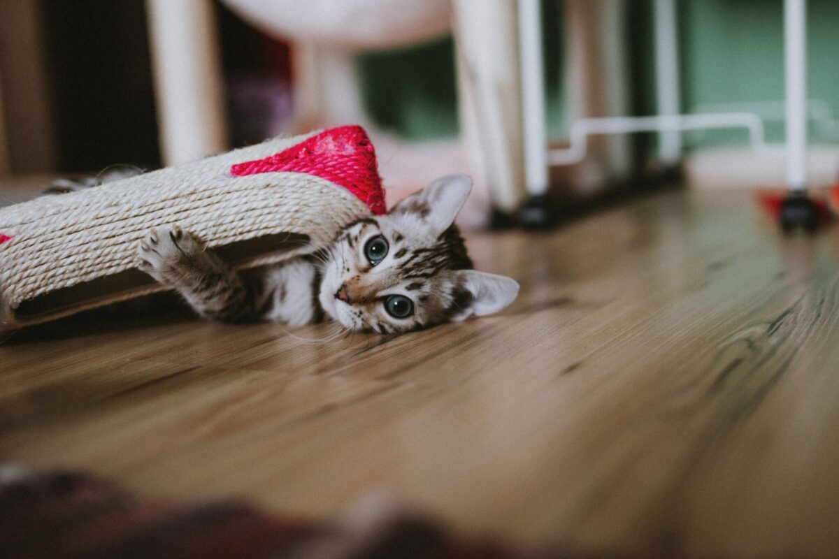 A curious cat carrying a favorite toy toward their human with an alert, playful expression.