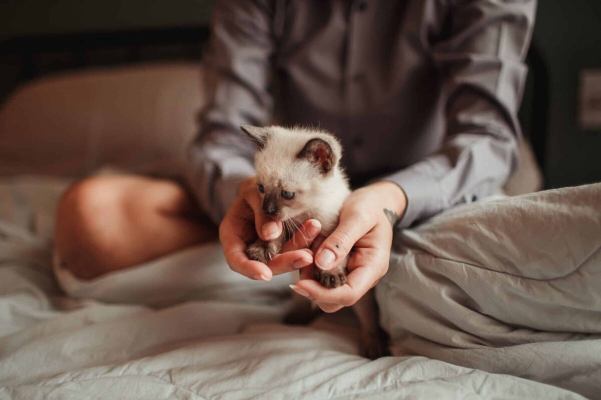 A social Siamese Cat looking eager to stay involved with their favorite companion.