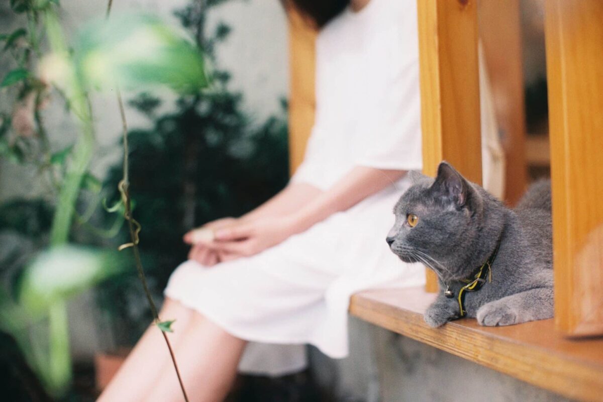A relaxed sitting beside their human with softly narrowed eyes during a slow blink.