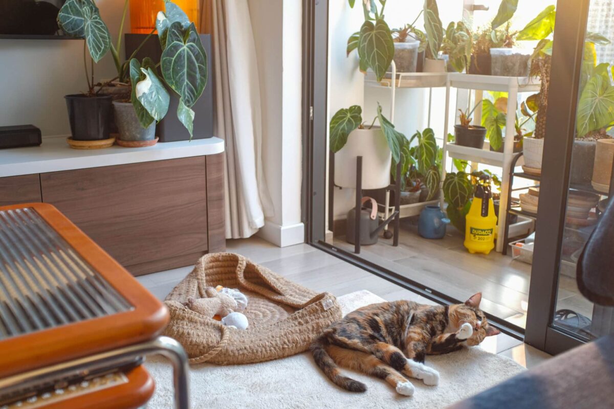 A relaxed cat resting nearby while normal household activity continues around them.