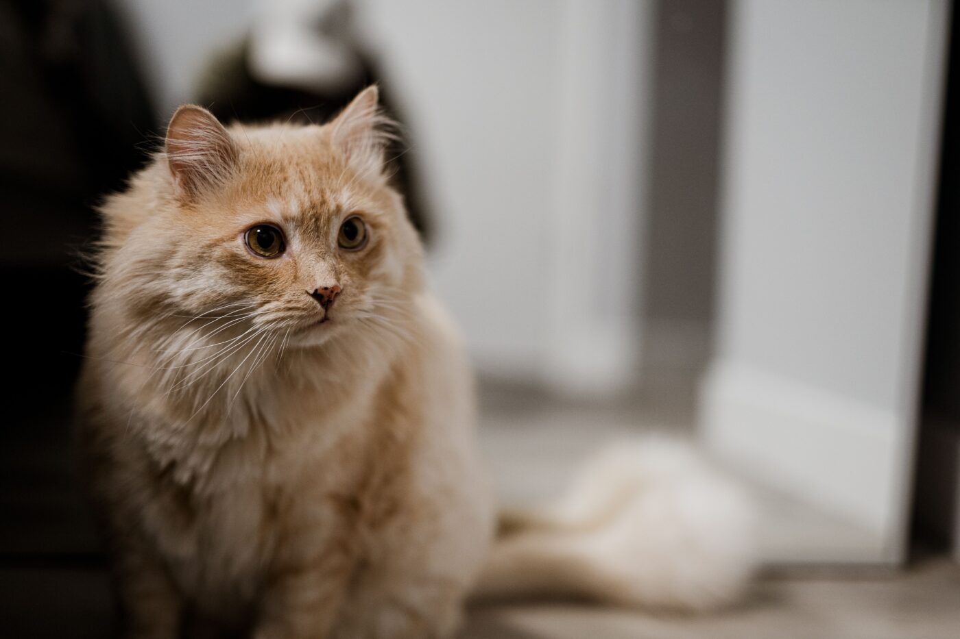 An expectant cat sitting near a bathroom door while watching for someone to emerge.