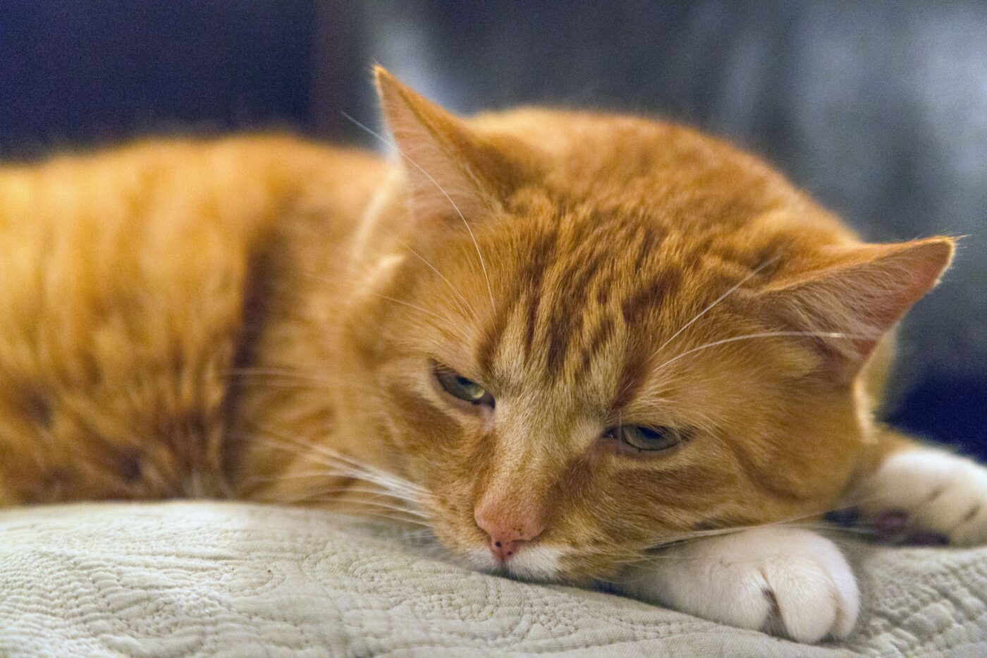 A content cat resting close to their favorite human with relaxed eyes and comfortable body language.