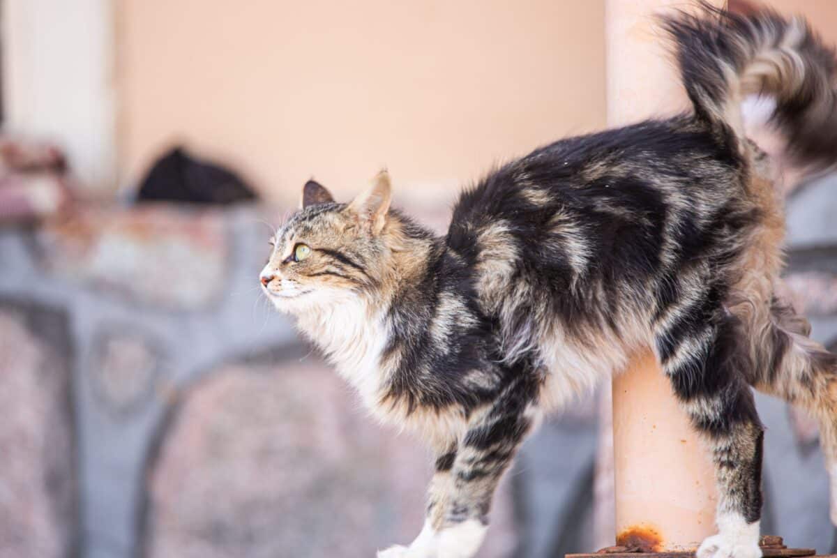A playful cat bouncing sideways with an arched body and an energetic expression during a lively game.