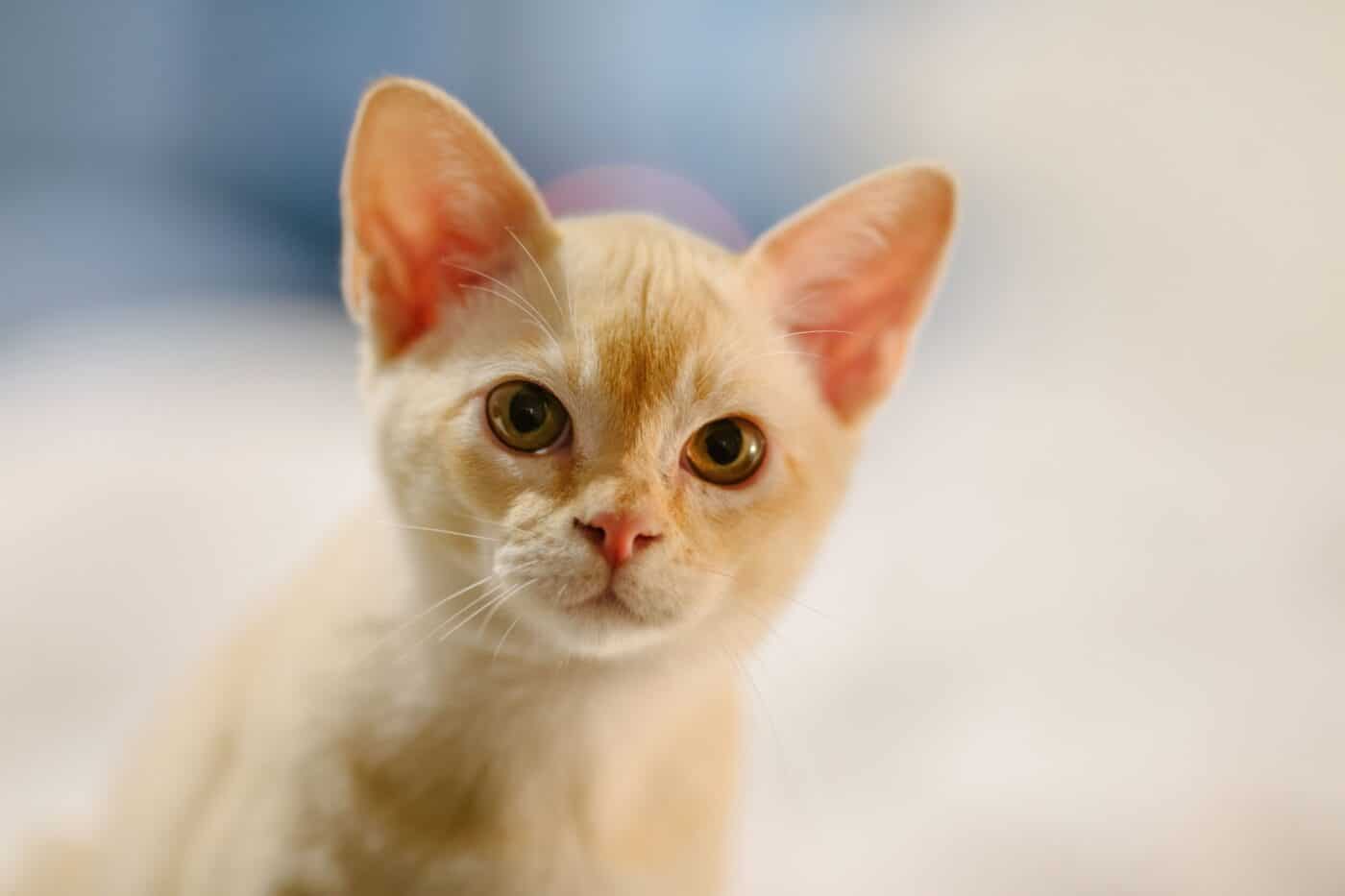 A Burmese Cat gazing attentively upward with their mouth slightly open during a vocal moment.