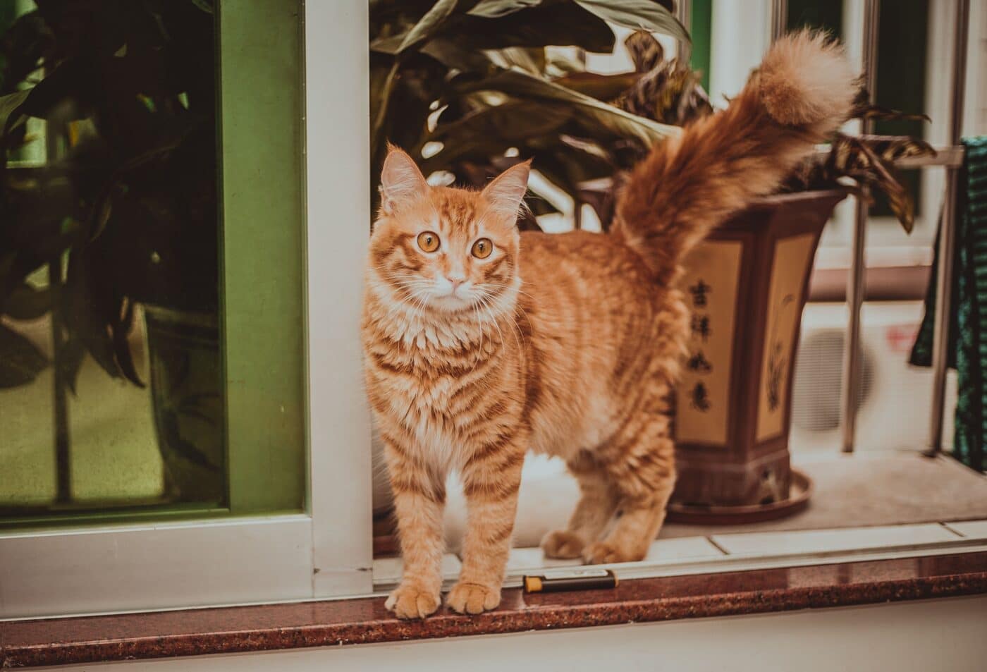 A friendly cat approaching with its tail held upright, showing trust, affection, and a comfortable desire for social connection.