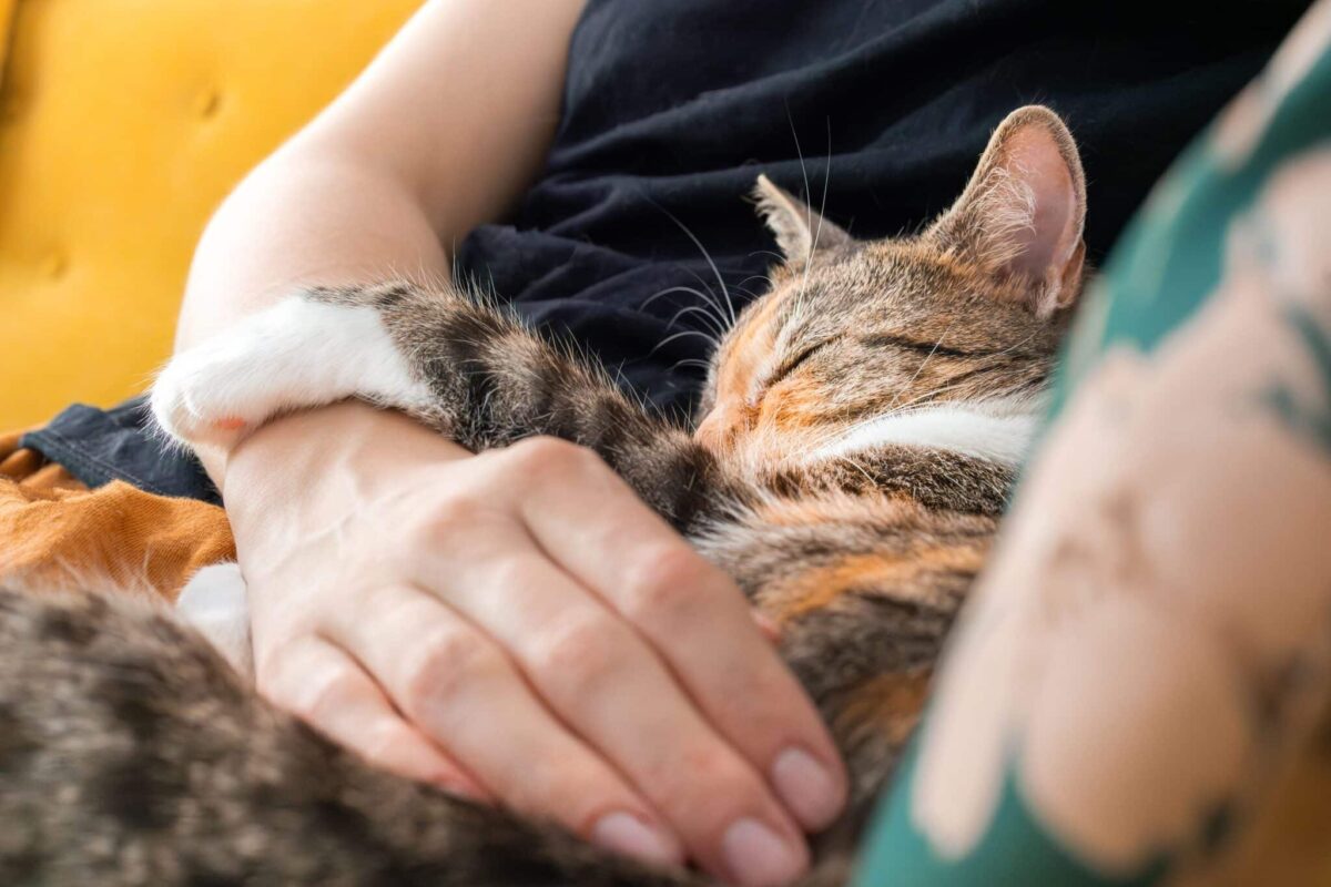 A peaceful cat resting beside their human in a familiar shared spot at home.
