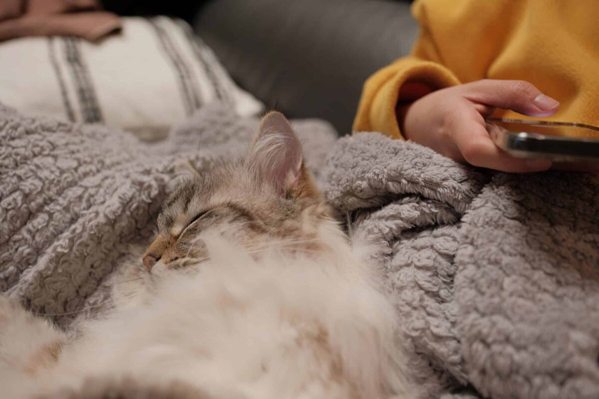 A peaceful cat sleeping comfortably beside their person with their body completely relaxed.