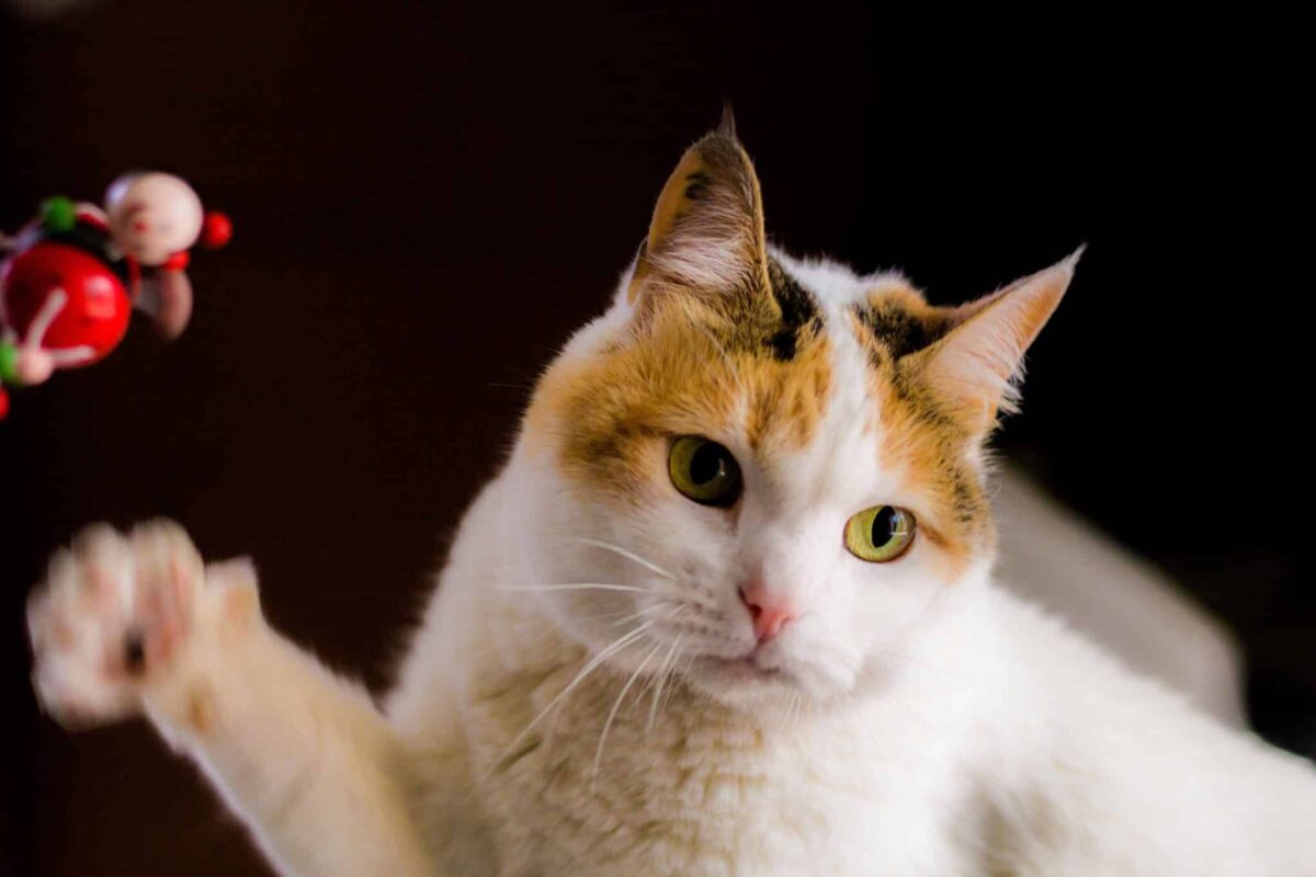 A relaxed cat resting closely beside a well-loved soft toy they frequently carry around.