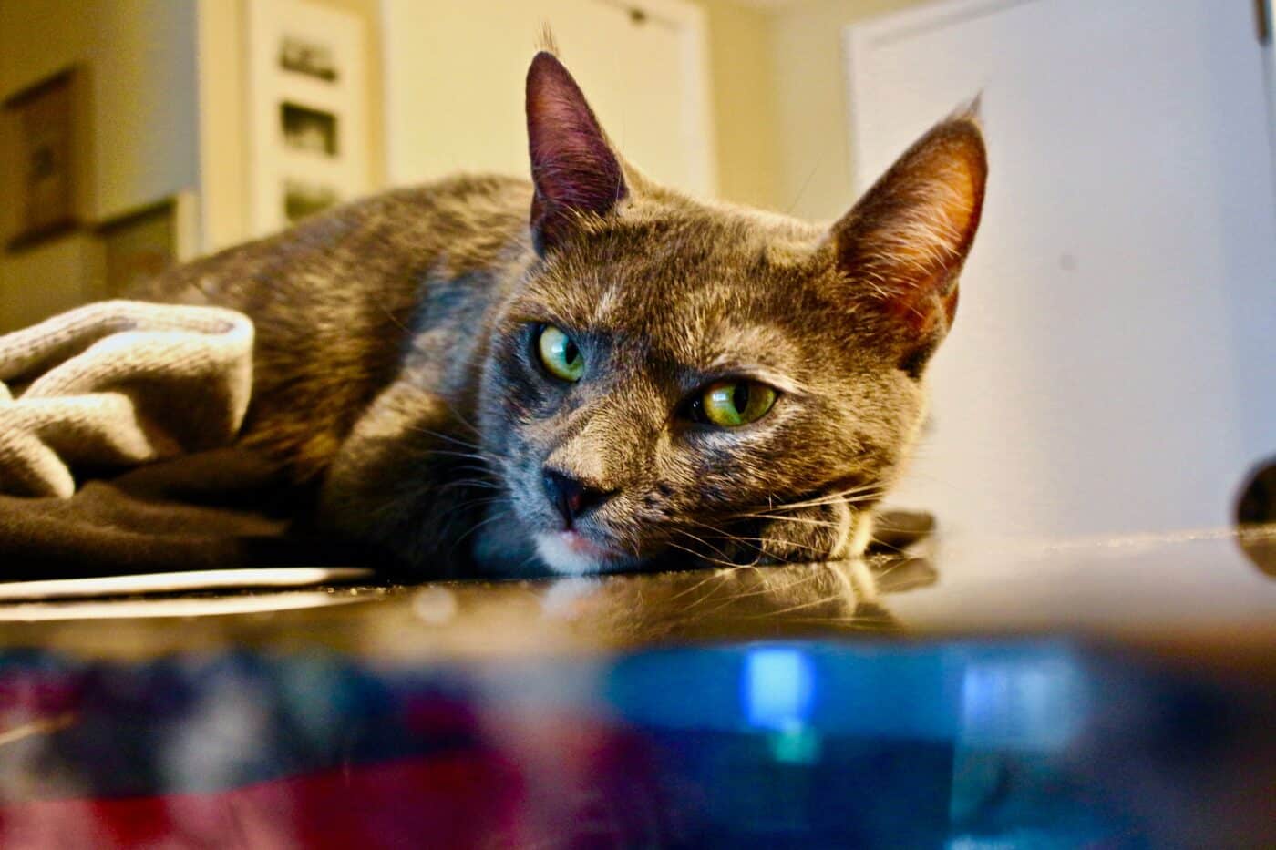 A curious cat sitting comfortably across laptop while looking relaxed and content.