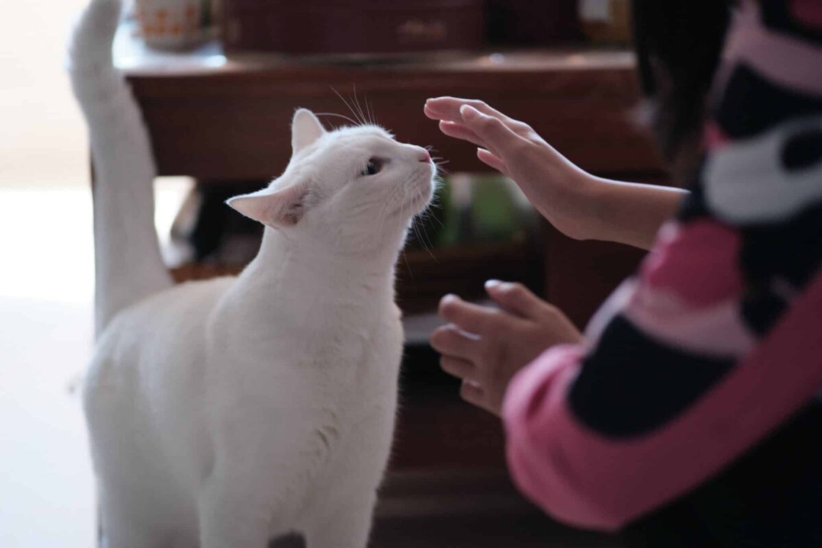 A playful cat focused on an interactive game with their familiar human.