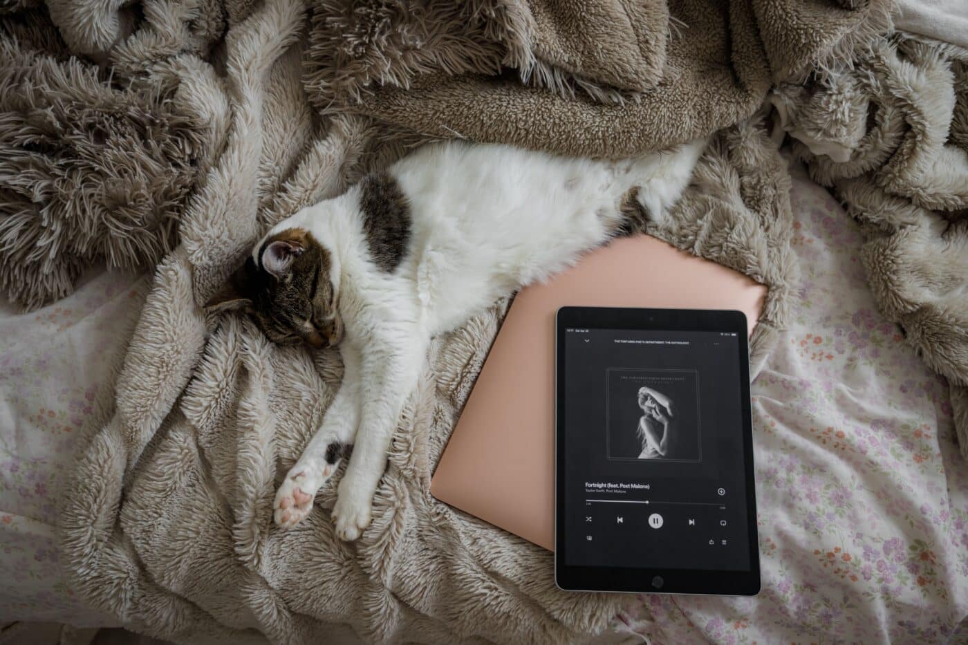 A content cat resting partly across a laptop while staying comfortably close to their person.