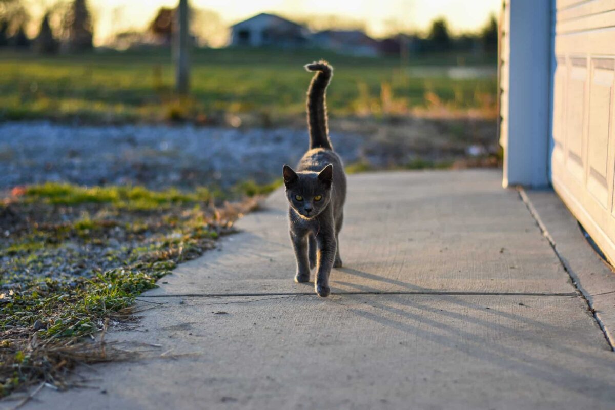 A friendly cat approaching with their tail held upright in a relaxed greeting.