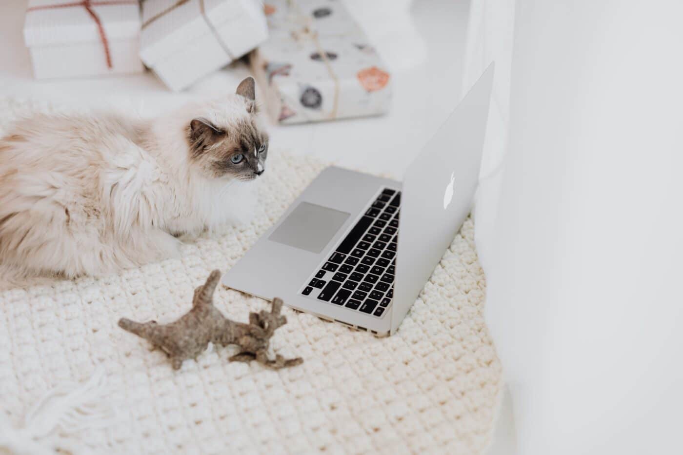 A comfortable cat sitting on a laptop positioned in a favored resting area near their person.