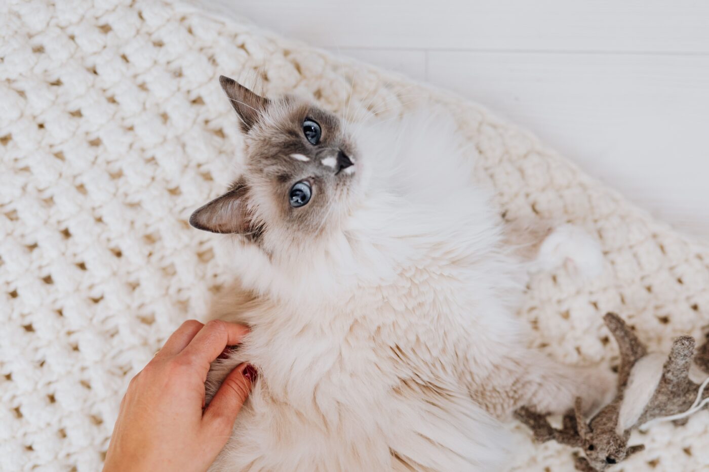 A comfortable cat gently kneading a soft surface while relaxing beside their person.