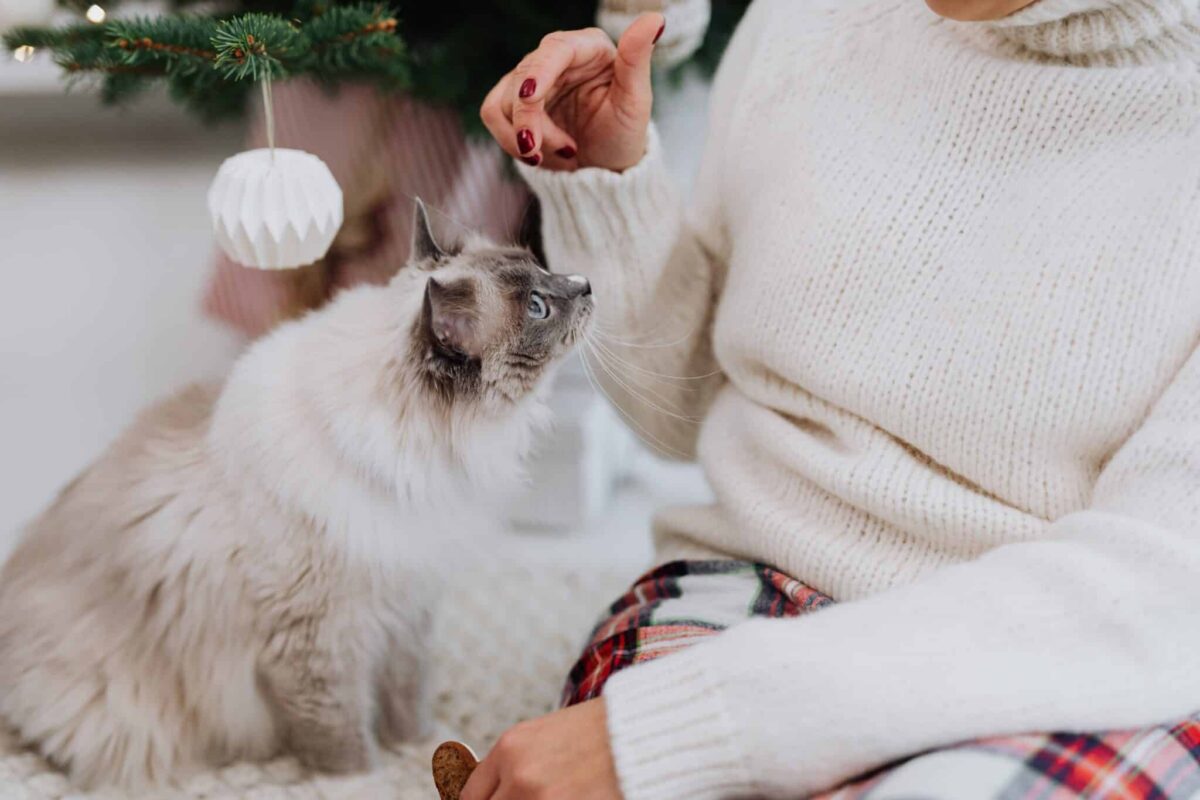 An attentive cat looking toward their human while being spoken to gently.
