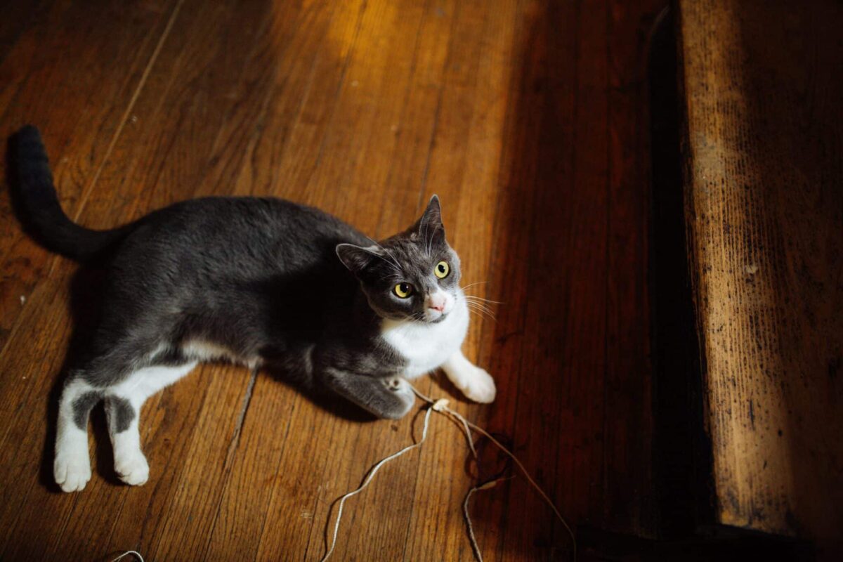 An attentive cat holding a toy while looking up toward their human for a response.