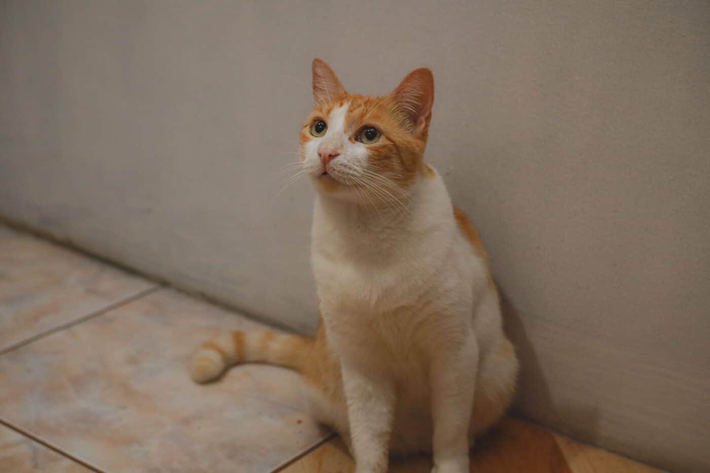 A curious cat in front a closed bathroom door.