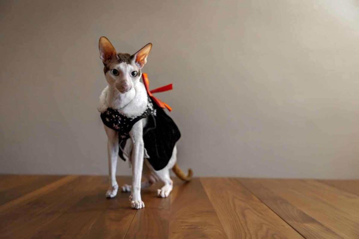 An energetic Cornish Rex Cat standing near a visitor with a curious and approachable expression.