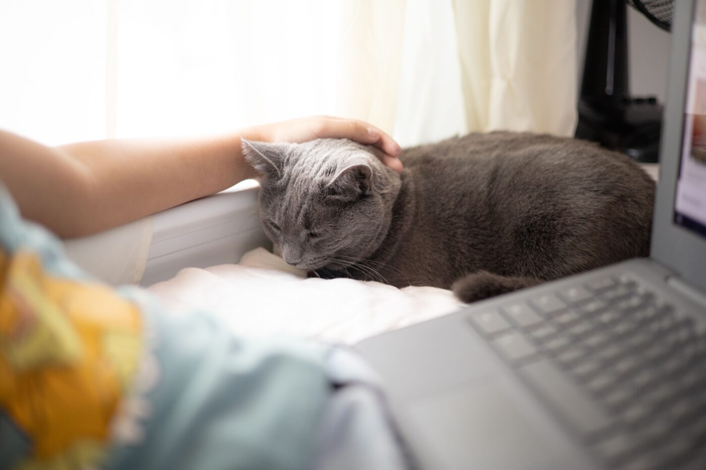 A content cat resting quietly beside their person while enjoying peaceful companionship.