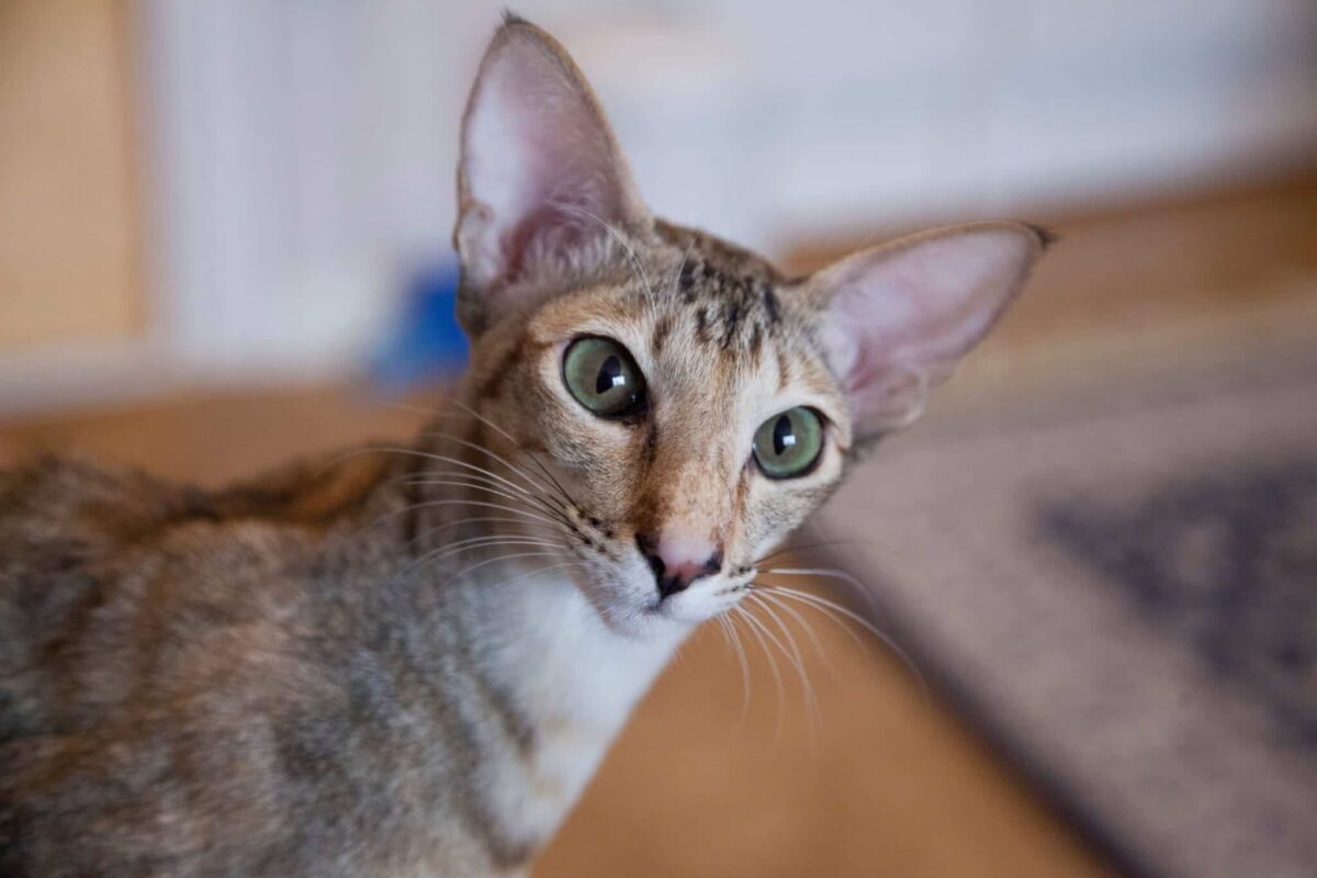 An Oriental Shorthair Cat sitting alertly with large ears and an expressive face while vocalizing.