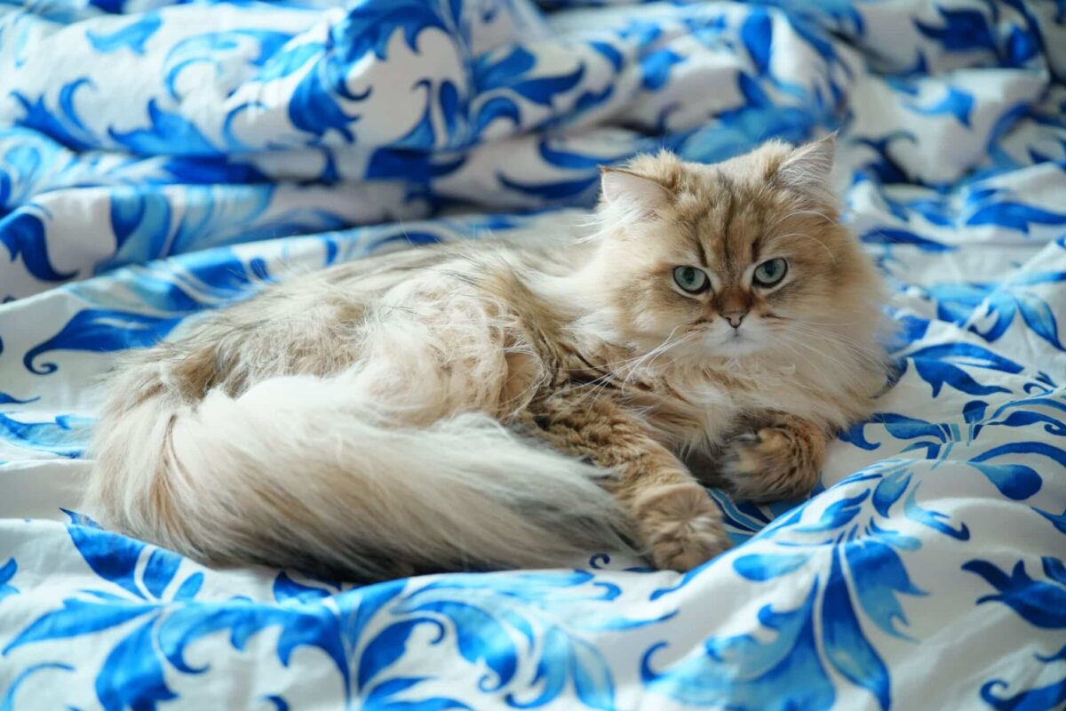 A confident cat exploring a home while standing independently near a sunny window.