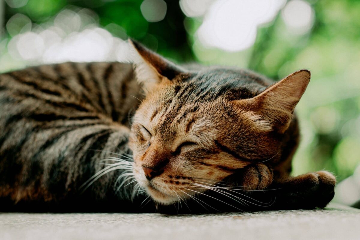 A relaxed cat sleeping stretched out in the middle of a quiet room.