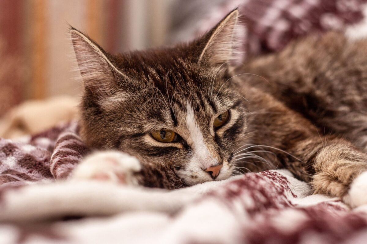 A relaxed cat gently kneading with their front paws while looking comfortable and content.