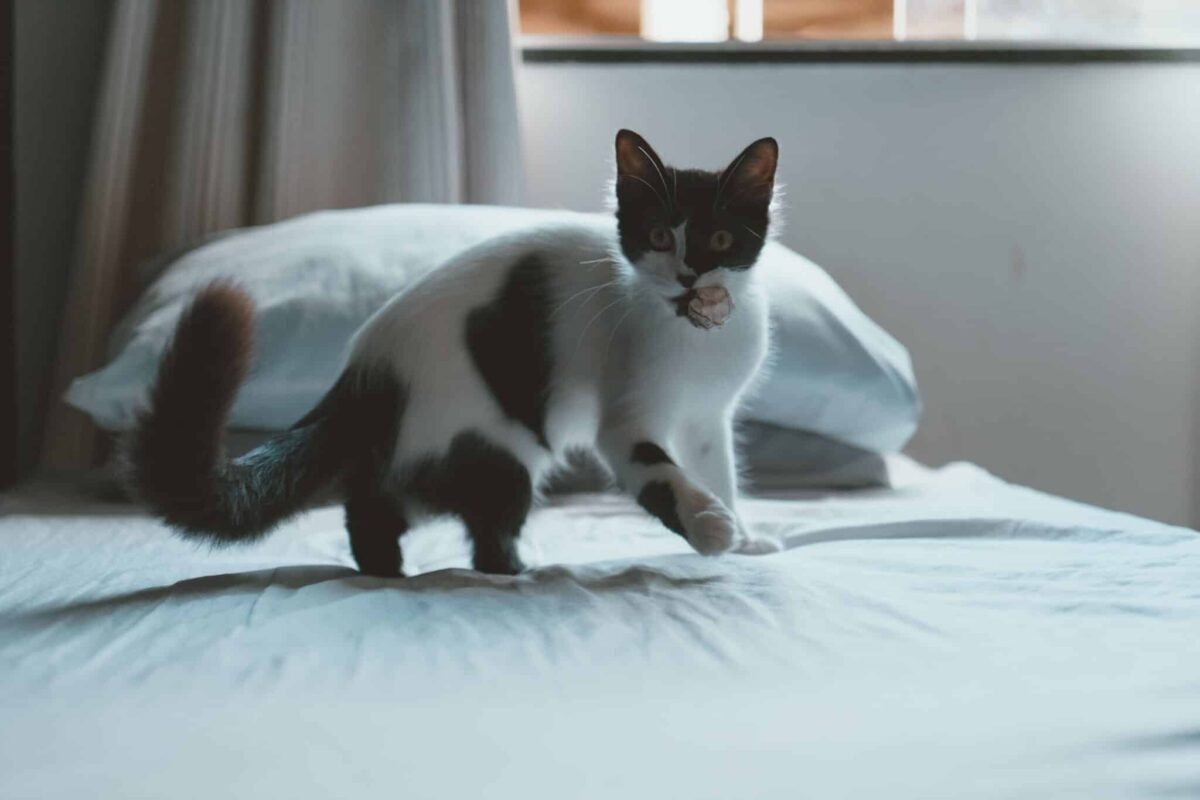 An alert cat proudly carrying a small toy in their mouth after an energetic play session.