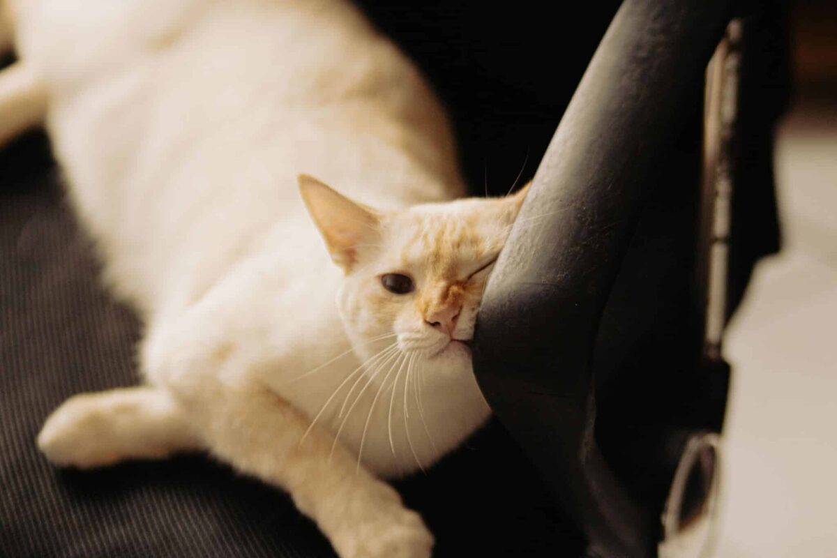 A relaxed cat rubbing their cheek against the corner of a familiar piece of furniture.