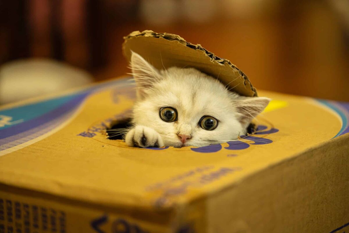 A fluffy cat curled tightly inside a cardboard box that barely seems large enough for their body.