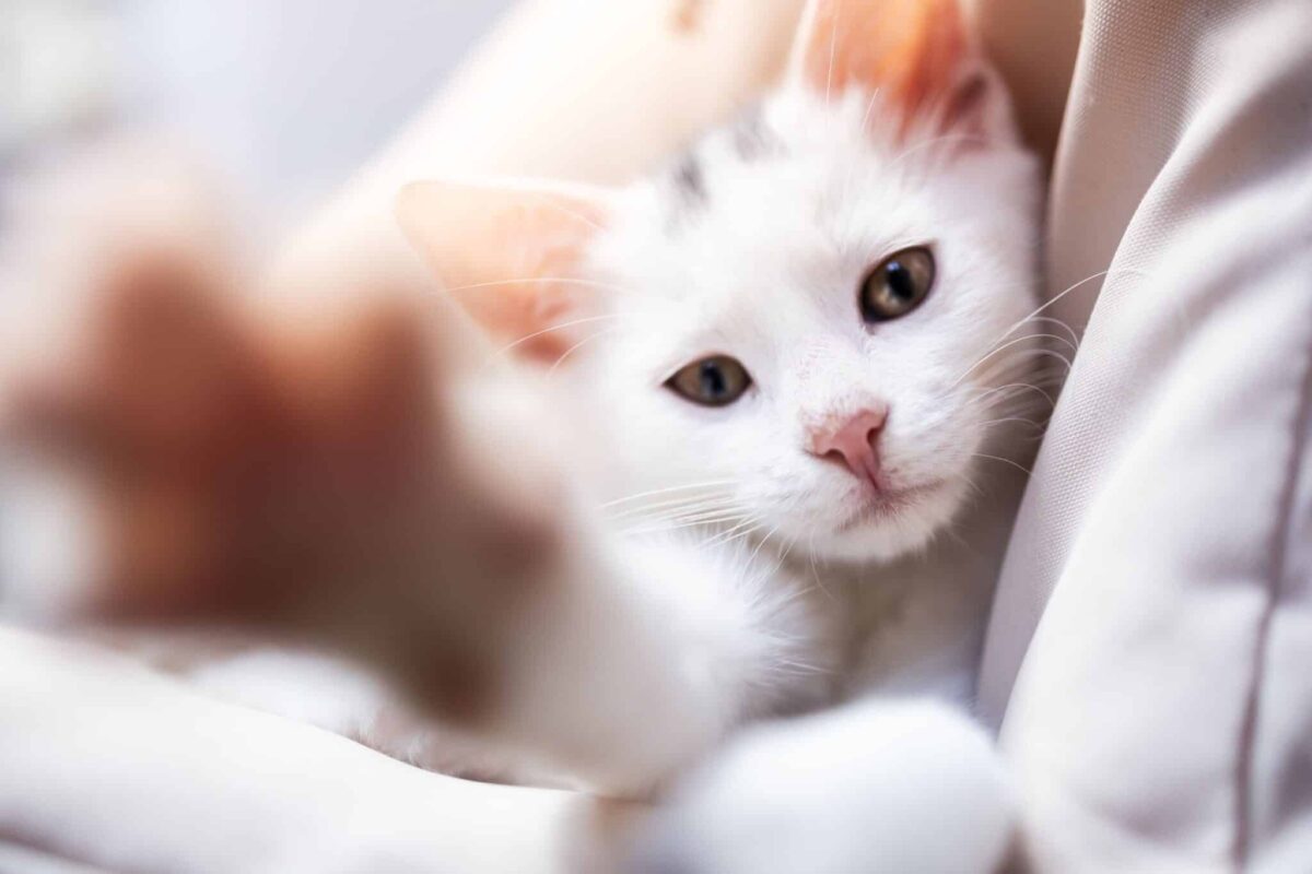 A curious cat gently reaching forward with one paw toward their human.