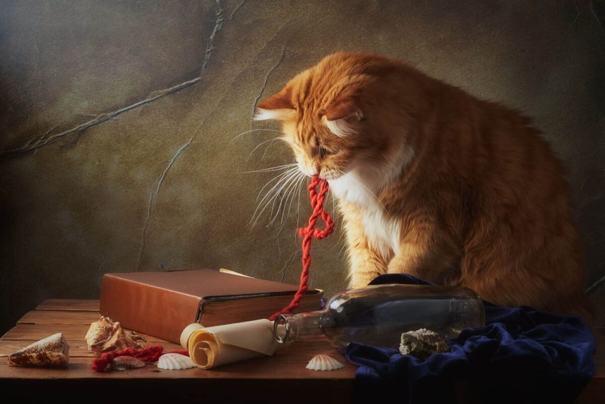 A curious cat extending one paw toward a small lightweight object resting near the edge of a table.