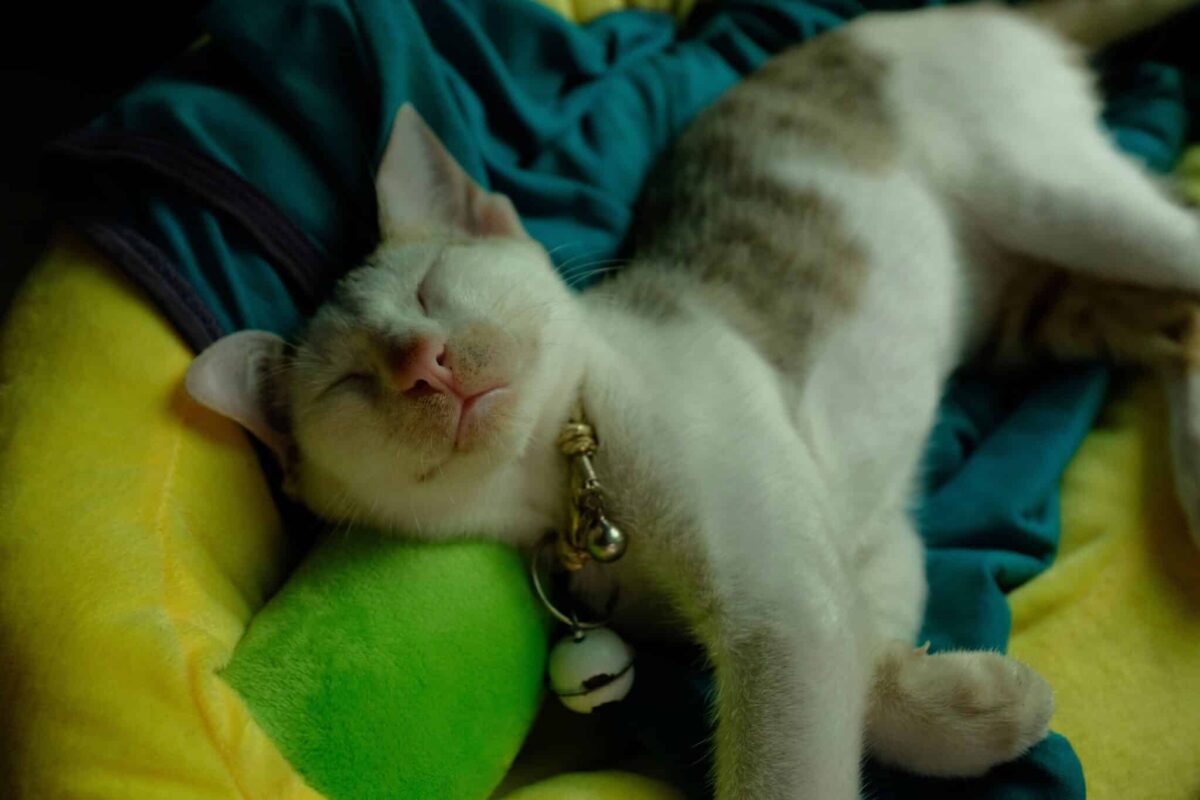 A relaxed cat sleeping on their human's shirt while resting near them.
