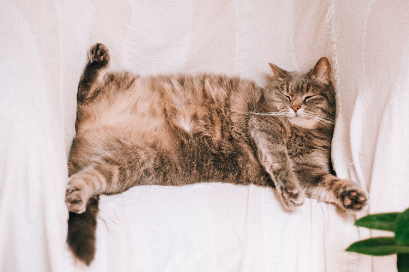 A relaxed cat resting on their back with their belly exposed and paws loosely curled.