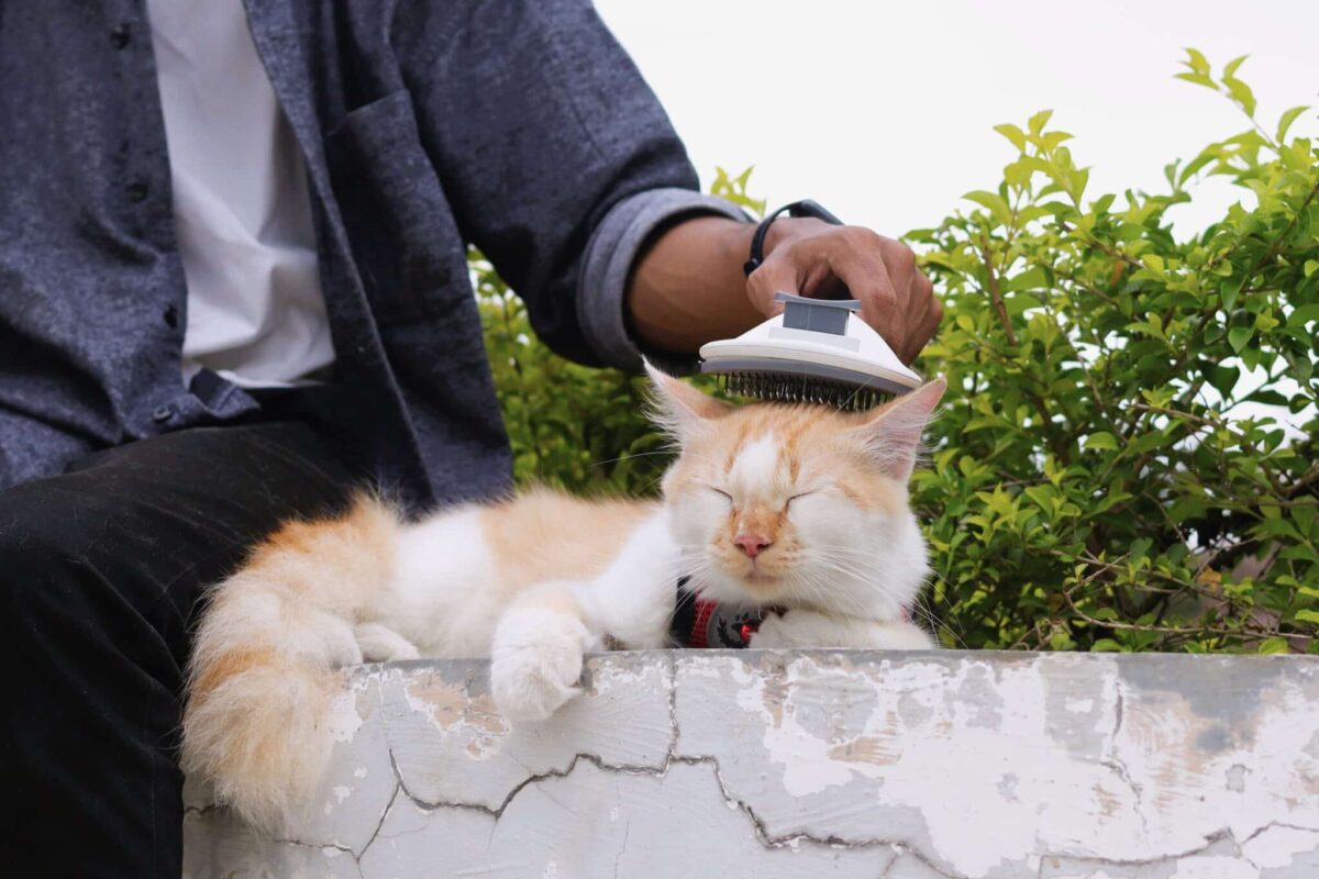 A peaceful cat resting beside their human while maintaining comfortable personal space.