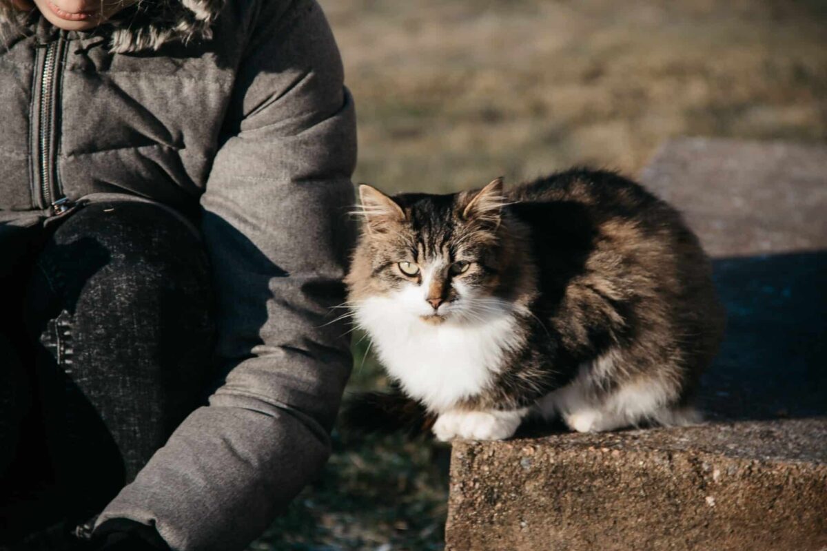 An attentive cat slow blinking while sitting close to their human.