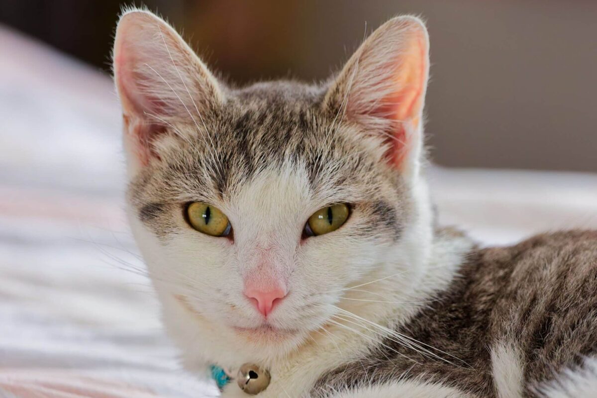 A relaxed cat looking attentively toward their favorite human with a familiar and trusting expression.