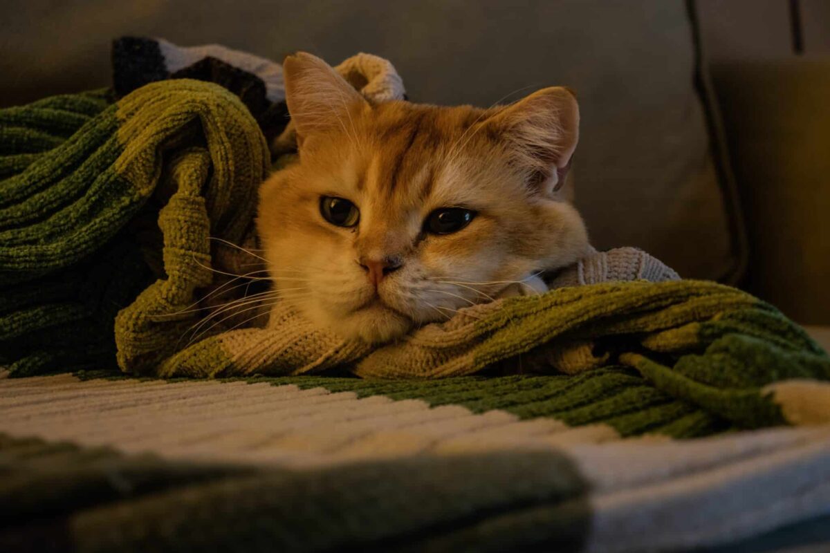 A relaxed cat settling onto a familiar sweater in their usual sleeping spot.