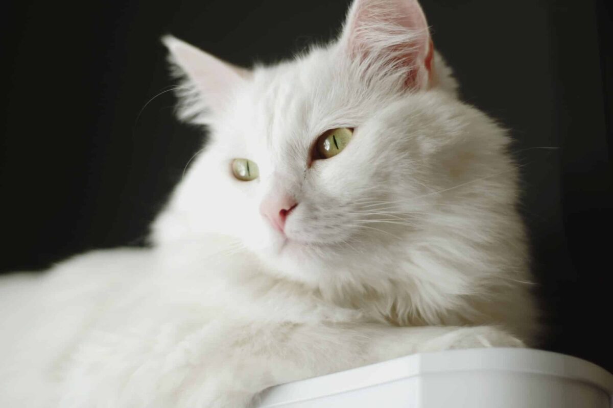 A graceful Turkish Angora Cat walking closely beside their person through the home.