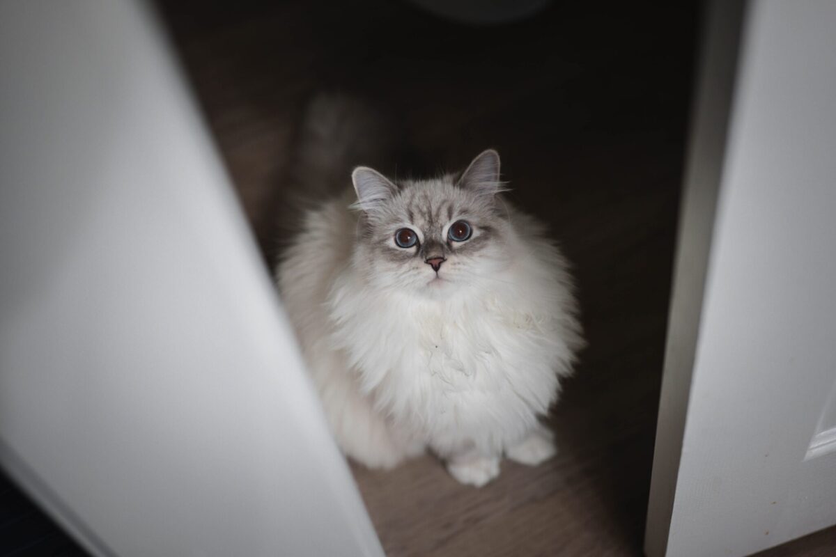 A curious cat sitting outside an open bathroom doorway and watching attentively.